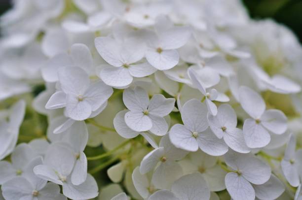 istock Close-up photo of Hydrangea macrophylla 965846938