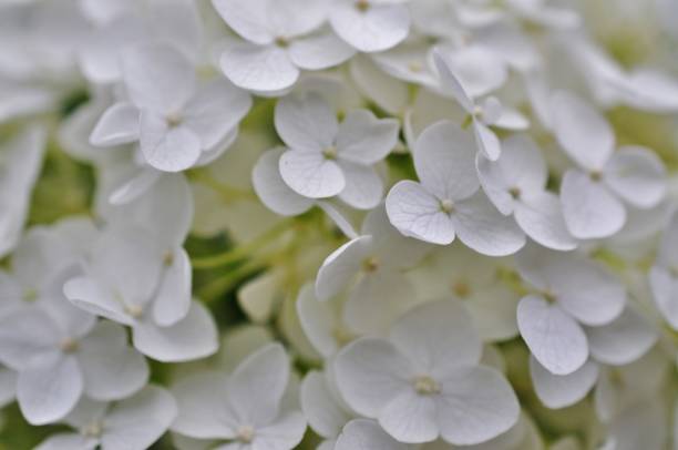 istock Close-up photo of Hydrangea macrophylla 965846962