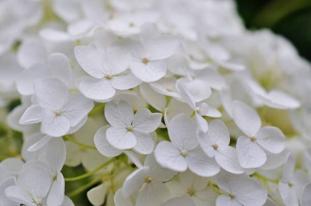 istock Close-up photo of Hydrangea macrophylla 965846982