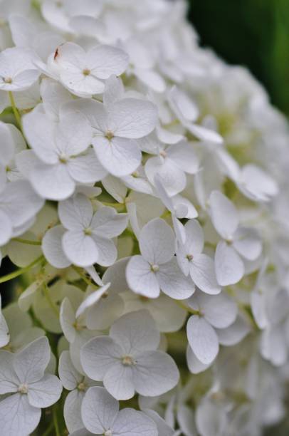 istock Close-up photo of Hydrangea macrophylla 965847046