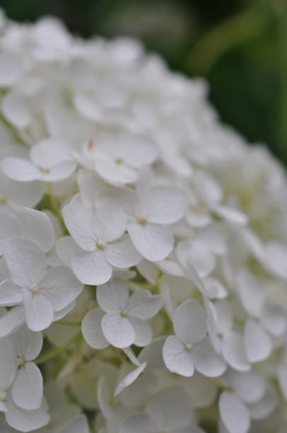istock Close-up photo of Hydrangea macrophylla 965847066