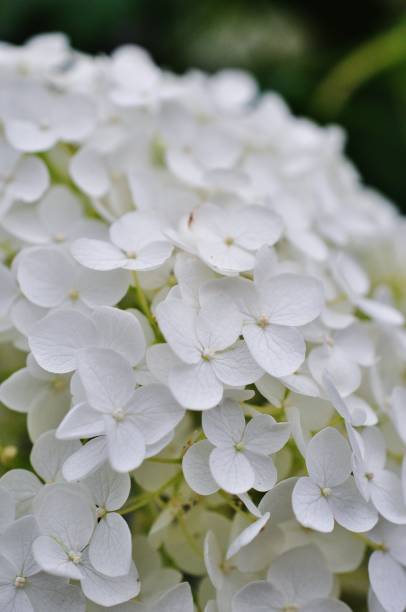 istock Close-up photo of Hydrangea macrophylla 965847092