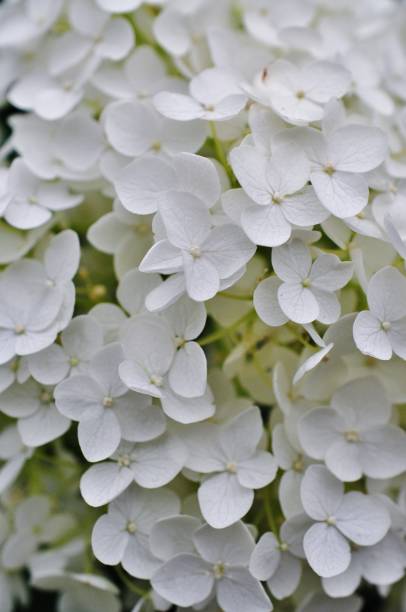 istock Close-up photo of Hydrangea macrophylla 965847114