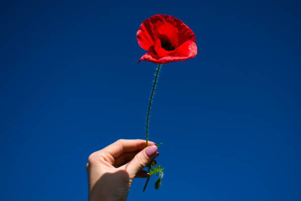istock wheat ear and red poppy on blue sky background in female work 965850582