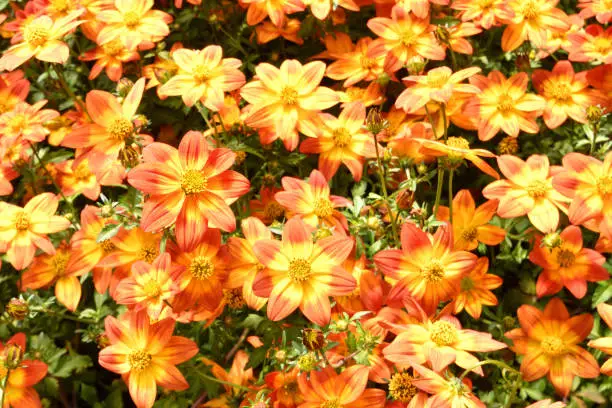 Orange Biden Flowers Close Up