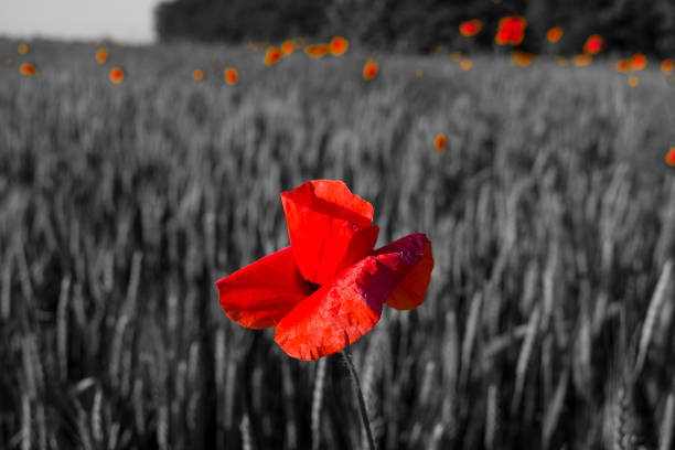 istock red poppy close-up against a wheat field 965856630