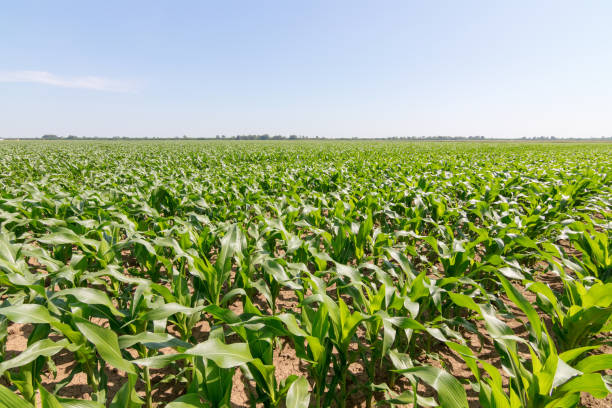 istock Green Corn Field. Green corn growing on the field, blue sky and sun 965883594