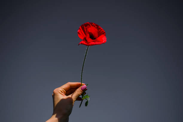 istock wheat ear and red poppy on blue sky background in female work 965884628