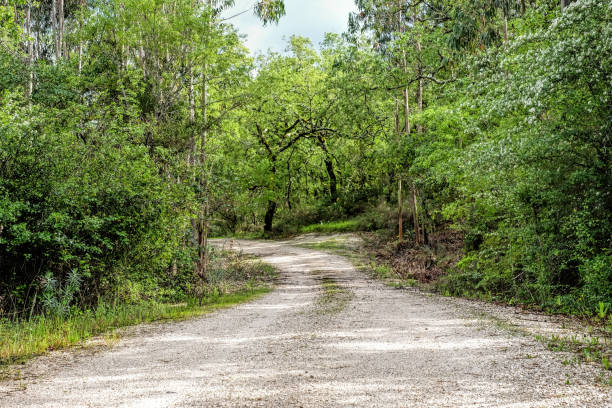 Dirt road trough woods in Portugal stock photo