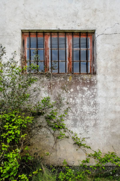 Old Facade window covered by plants stock photo