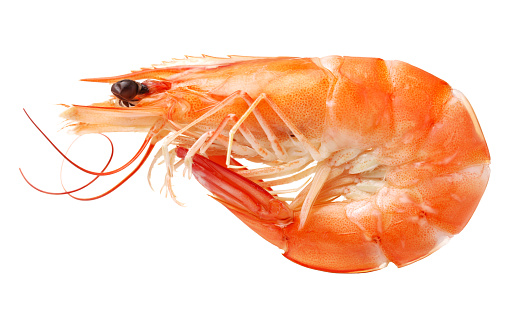 Shrimp isolated on white background