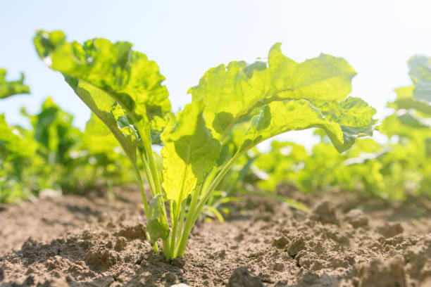 istock Sugar beet field. Green sugar beets in the ground. 965902256
