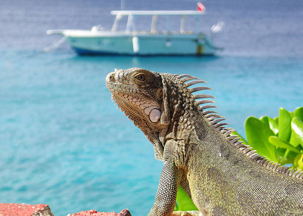 istock Iguana by the Sea 96590718