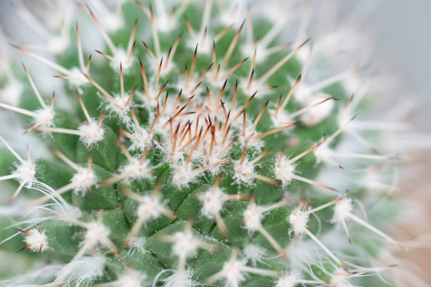 istock Macro closeup of small cactus for nature background 965908100