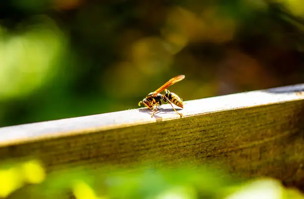 Photo of a paper wasp isolated on wood in garden.