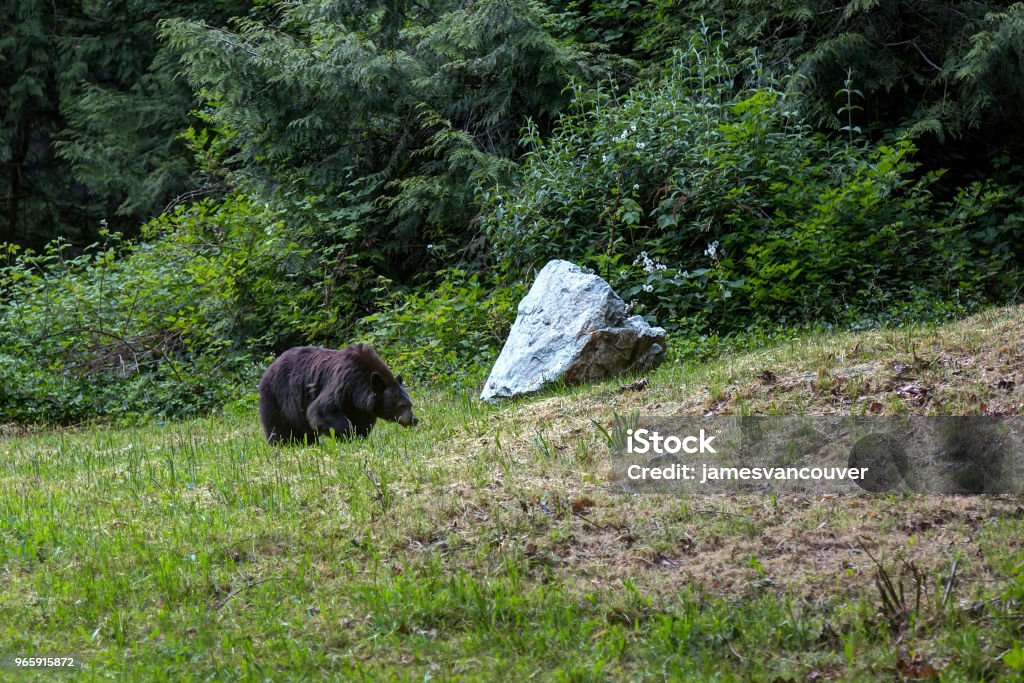 Grizzly bear looking for food in the wild Agricultural Field Stock Photo