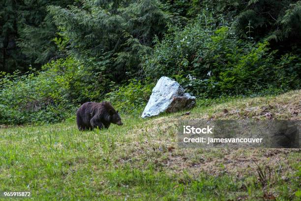 Grizzly Bear Looking For Food In The Wild Stock Photo - Download Image Now - Agricultural Field, Animal, Animal Wildlife