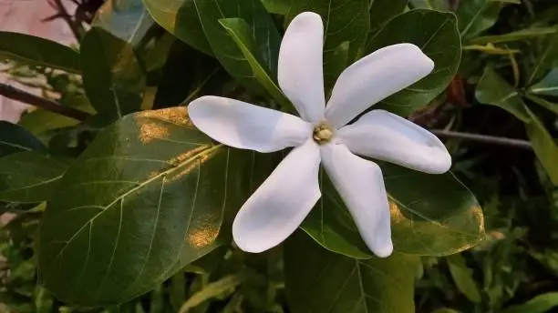 Pinwheel Plumeria In Bloom, the overwhelming sent of Waikiki Beach Hawaii