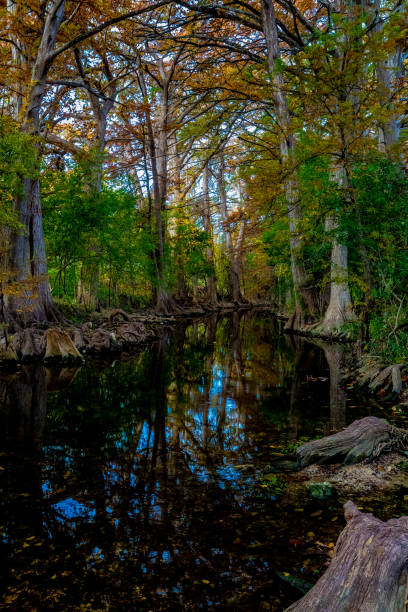 istock Fall Foliage on Cibolo Creek, Texas. 965919630