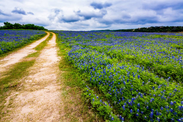 Old Texas Dirt Road in Field of  Texas Bluebonnet Wildflowers at Muleshoe Bend. stock photo