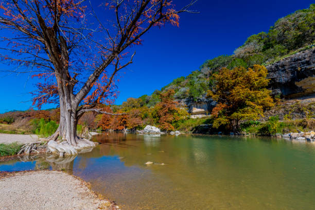 Fall Foliage on the Guadalupe River at Guadalupe State Park, Texas Huge V-Shaped Bald Cypress Tree on the River with Fall Foliage at Guadalupe State Park, Texas state park stock pictures, royalty-free photos & images