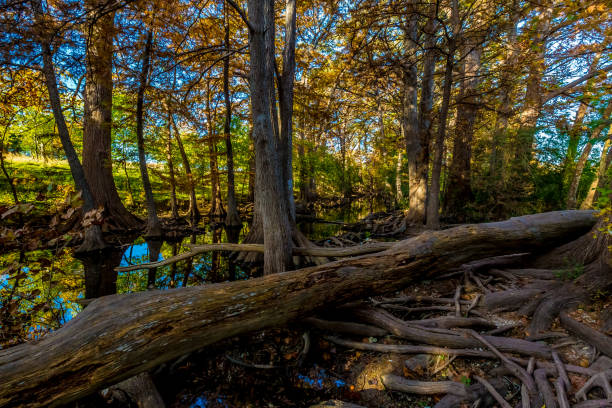 istock Fall Foliage on Cibolo Creek, Texas. 965922662