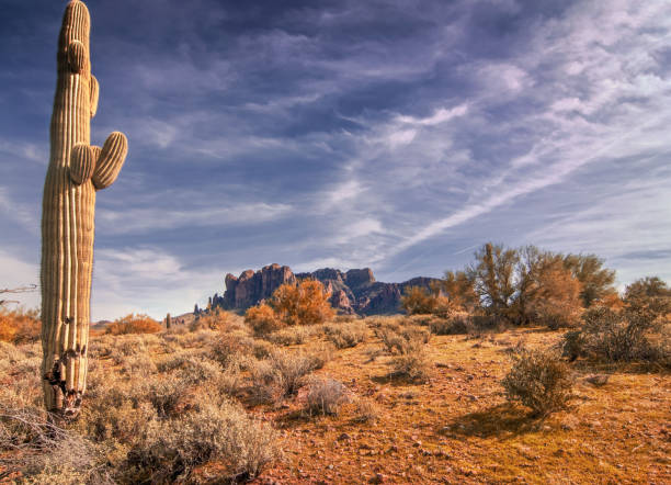 istock Cactus tree Arizona desert landscape 965923546