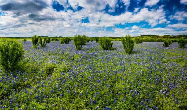 istock High Res Panorama of Fields of Bluebonnets at Mule Shoe Bend, Texas. 965923730
