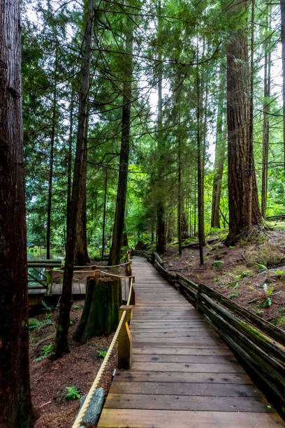 istock A Wooden Walkway in a Primeval Rain Forest. 965926120