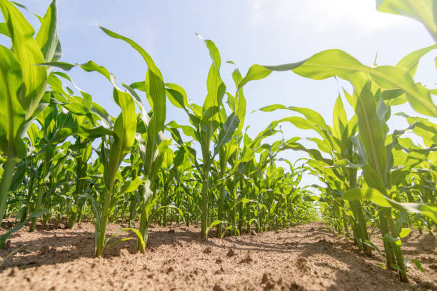 istock Green corn growing on the field. Green Corn Plants. 965928420