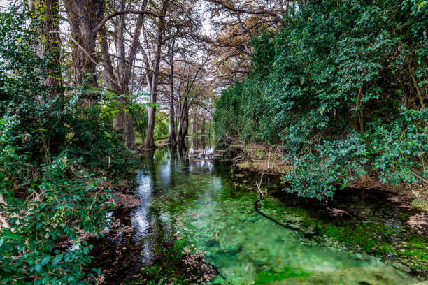 istock Fall foliage on the crystal clear Frio River in Texas. 965930588