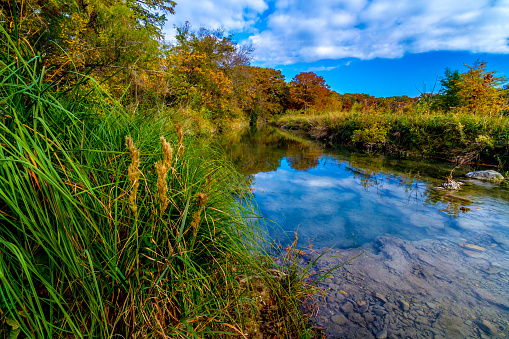 Large Cypress Trees with Stunning Fall Color Lining a Crystal Clear Texas Hill Country Stream.