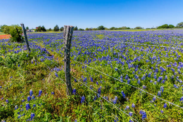 istock Texas Bluebonnets in Field with Fence. 965943612