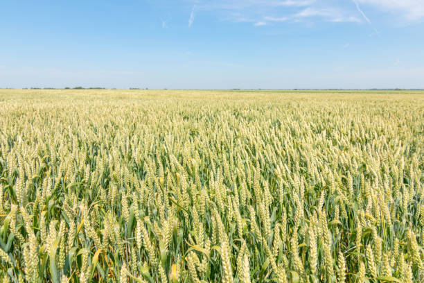 istock Green wheat field on sunny day. 965943822