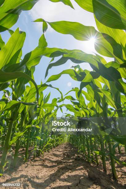 Green Corn Growing On The Field Green Corn Plants - Fotografias de stock e mais imagens de Campo agrícola