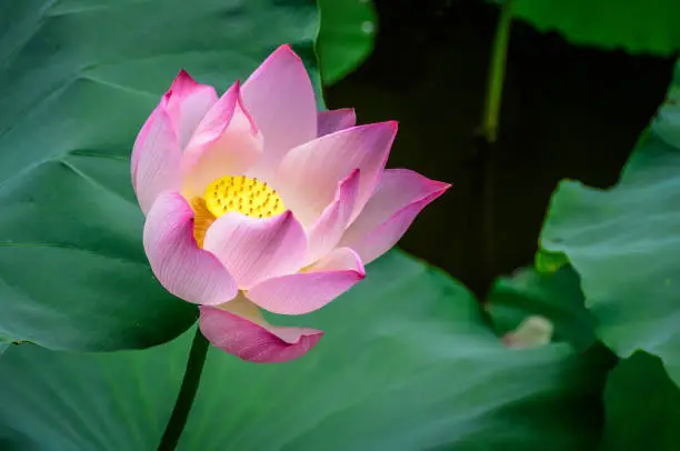 Pink lotus flower with yellow center set against green lily pads.