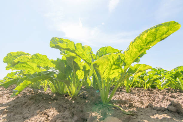 istock Sugar beet field. Green sugar beets in the ground. 965966546