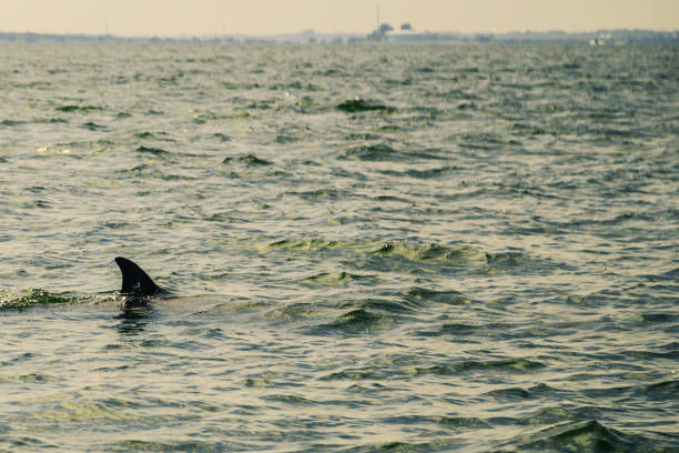 istock A wild dolphin swimming in the sea 965976036