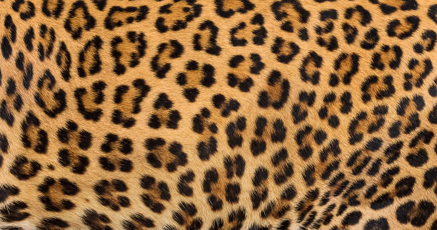 leoparden-fell-hintergrund. - leopard stock-fotos und bilder