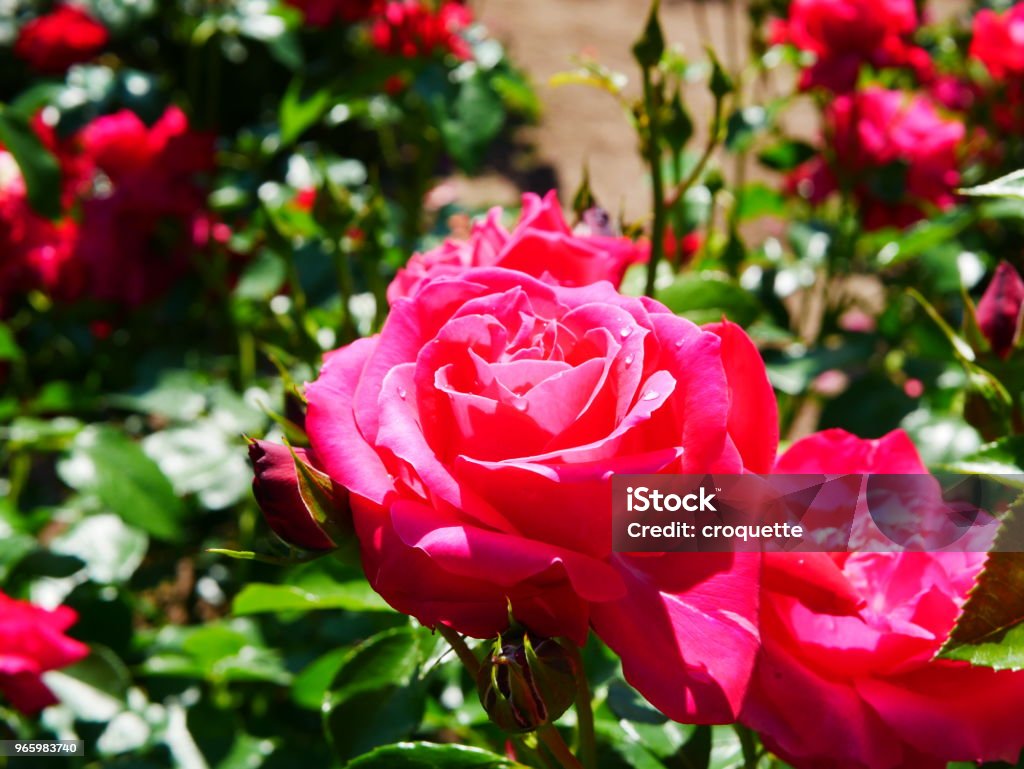 Rose garden - Lizenzfrei Bildschärfe Stock-Foto