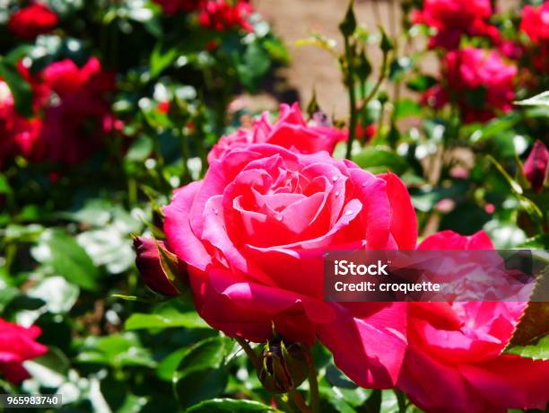 Rose Garden Stockfoto und mehr Bilder von Bildschärfe - Bildschärfe, Blatt - Pflanzenbestandteile, Blume