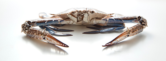 Blue crab isolated on white background.Fresh seafood. Serrated mud crab