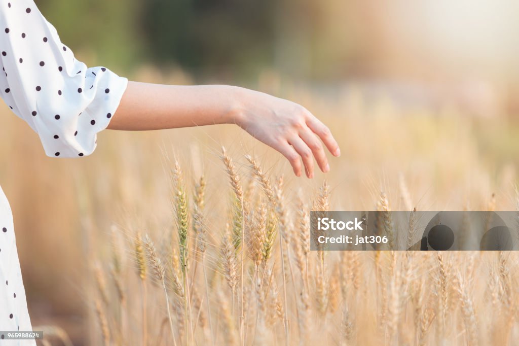 Woman hand touching barley in summer at sunset time Adult Stock Photo