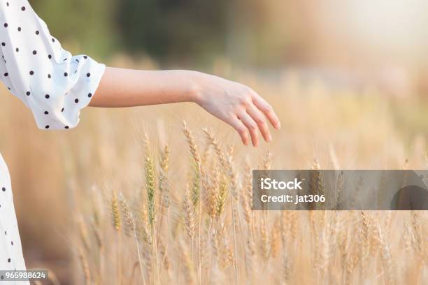 Woman Hand Touching Barley In Summer At Sunset Time Stock Photo - Download Image Now