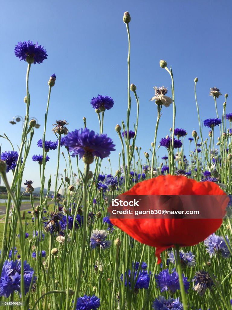 roten & violette Blume - Lizenzfrei Bildhintergrund Stock-Foto
