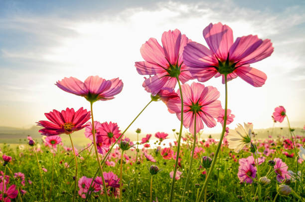 Refreshing morning with Cosmos stock photo