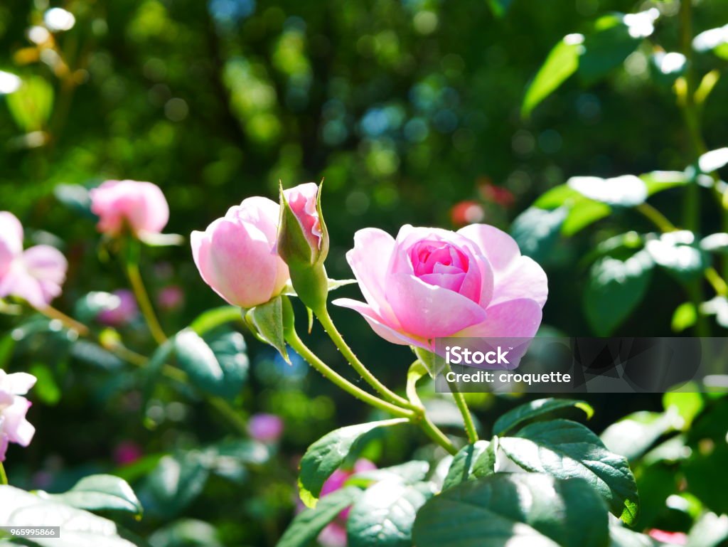 Rose garden - Lizenzfrei Ast - Pflanzenbestandteil Stock-Foto