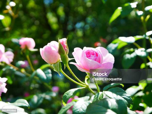 Rose Garden Stockfoto und mehr Bilder von Ast - Pflanzenbestandteil - Ast - Pflanzenbestandteil, Bildhintergrund, Blatt - Pflanzenbestandteile