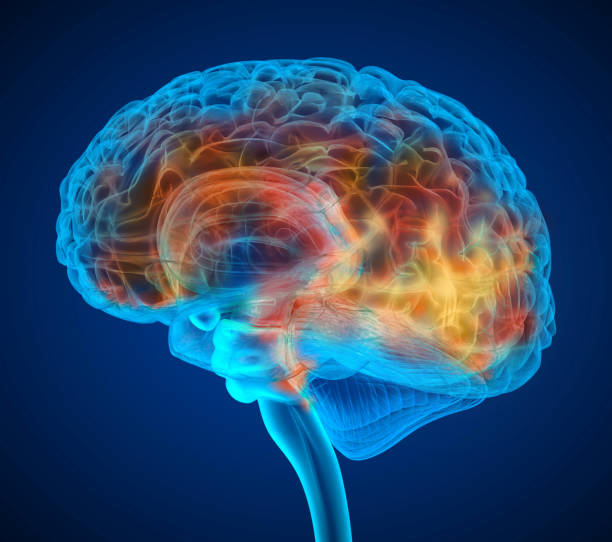 mänskliga hjärnan tumören röntgen scan, medicinskt korrekt 3d illustration - brain scan' bildbanksfoton och bilder