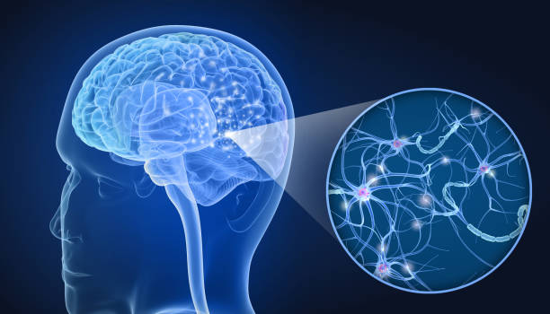 istock Human Brain and nerve cell anatomy in details. 3D illustration 966002576